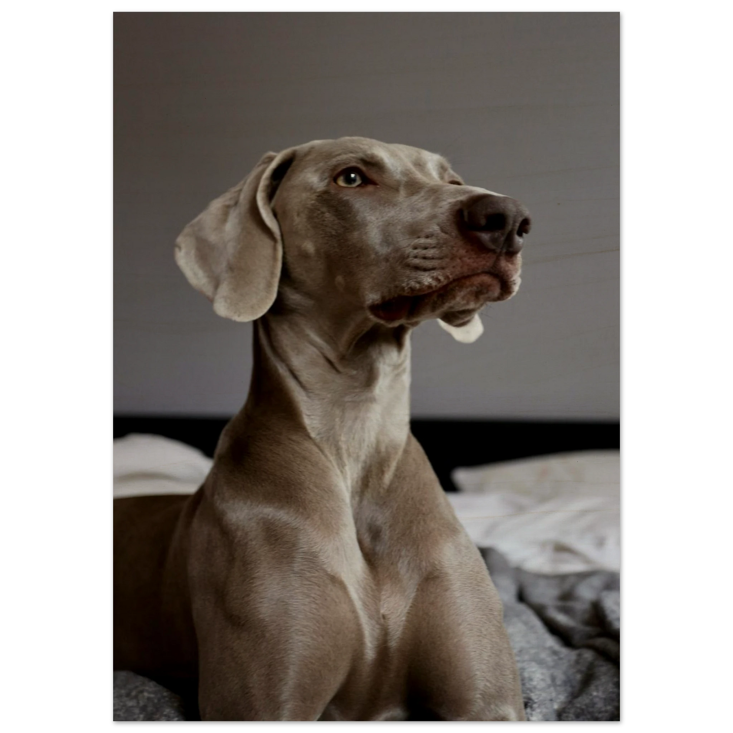 8dc8c0b8-a092-4d3a-ae94-7b706e1fd882